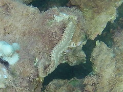 Hermodice carunculata