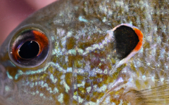 Lepomis peltastes