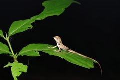 Calotes emma