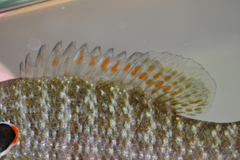 Lepomis peltastes