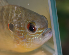 Lepomis peltastes