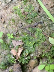 Notothylas orbicularis