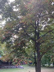 Aesculus hippocastanum