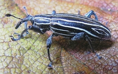 Heilipus osculatii