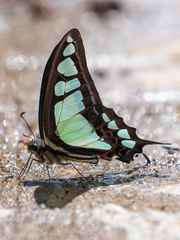 Graphium cloanthus