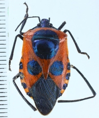 Catacanthini