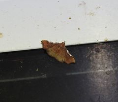 Corgatha dichionistis