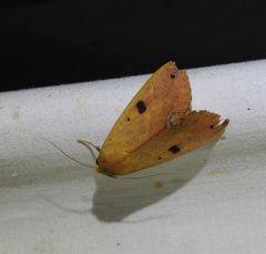 Ophiusa discriminans