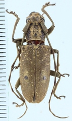 Pelargoderus