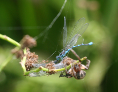 Coenagrion lanceolatum