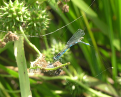 Coenagrion lanceolatum