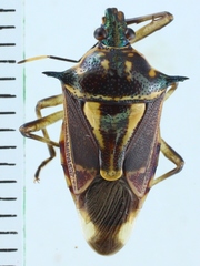 Montrouzierellus