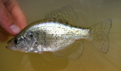 White Crappie photo 2