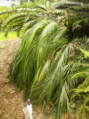 Macrozamia mountperriensis