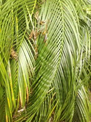 Macrozamia mountperriensis