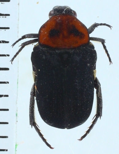 Glycyphana penanga · iNaturalist