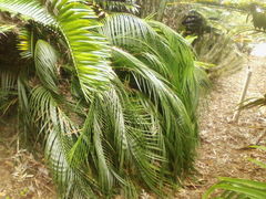 Macrozamia mountperriensis