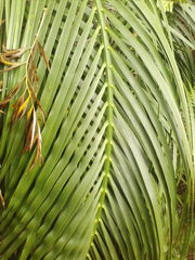 Macrozamia mountperriensis