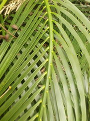 Macrozamia mountperriensis