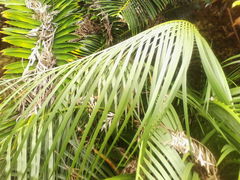 Macrozamia mountperriensis