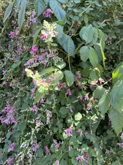 Lespedeza