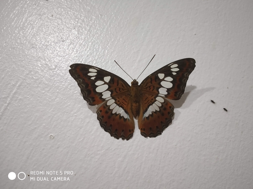 Photo of Commander (Moduza procris)