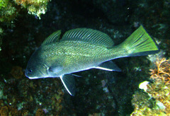 Sciaena umbra
