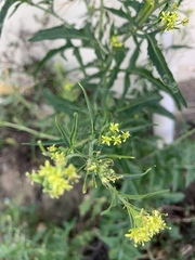 Sisymbrium erysimoides