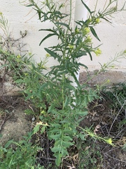 Sisymbrium erysimoides