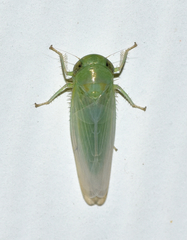 Chlorotettix viridius