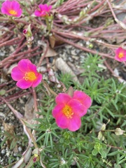 Portulaca