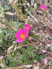 Portulaca