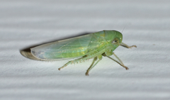 Chlorotettix viridius