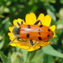 Trichodes octopunctatus