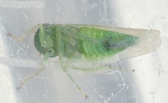 Chlorotettix viridius