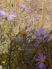 Dieteria bigelovii