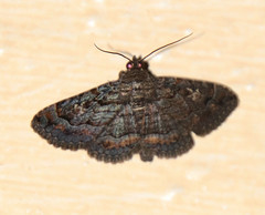 Zaleops umbrina