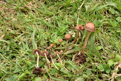 Panaeolina castaneifolia image
