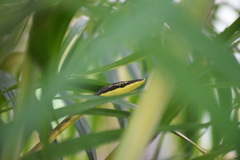 Oxybelis rutherfordi