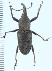 Dryophthorinae