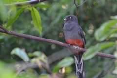 Surucua Trogon photo 2