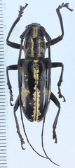 Epepeotes nitidus