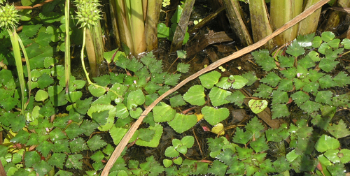Trapella sinensis, photograph 1