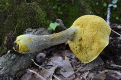 Retiboletus