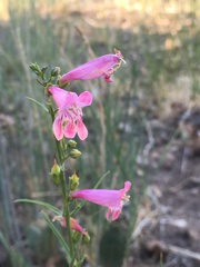 Penstemon barbatus trichander