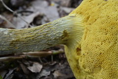 Retiboletus