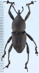 Cryptoderma