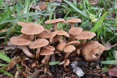 Desarmillaria tabescens image