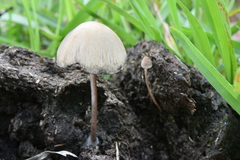 Panaeolus cyanescens image