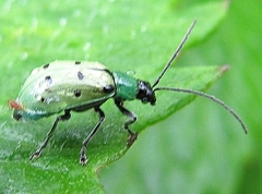 Diabrotica decempunctata